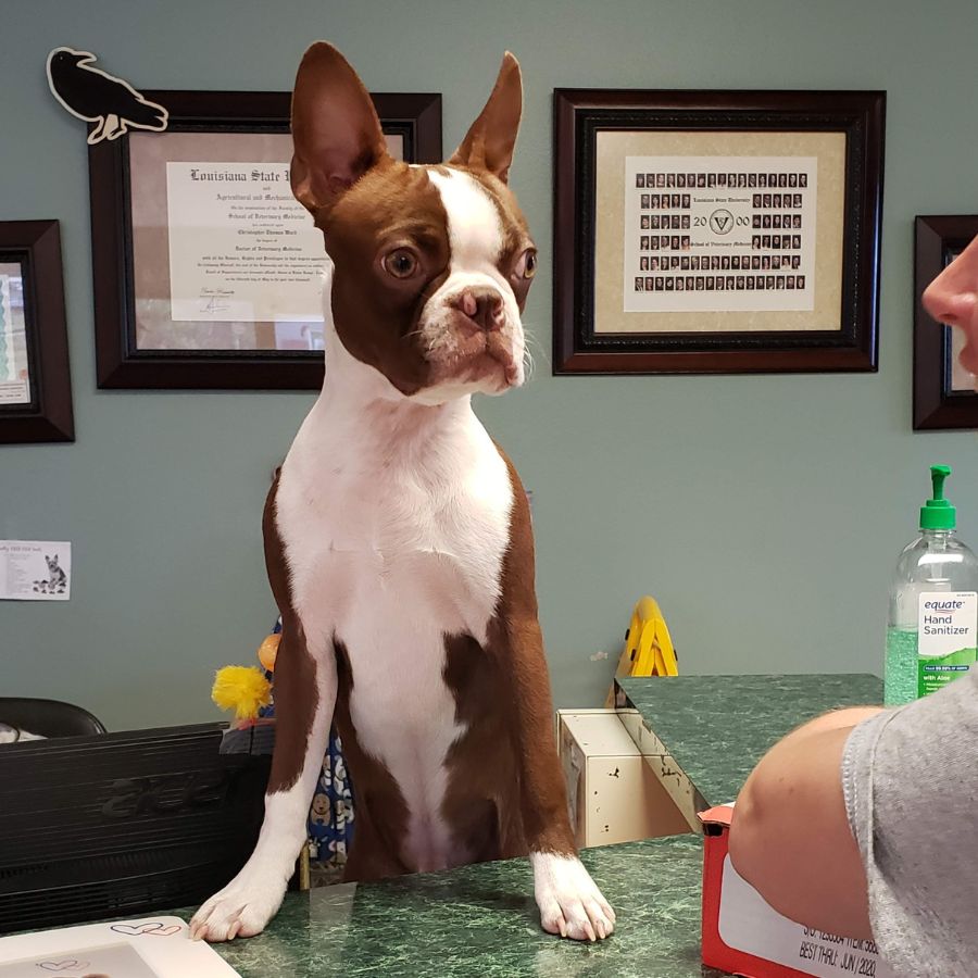 General Medicine & Surgery In Greenbrier, AR 72058 Greenbrier Animal