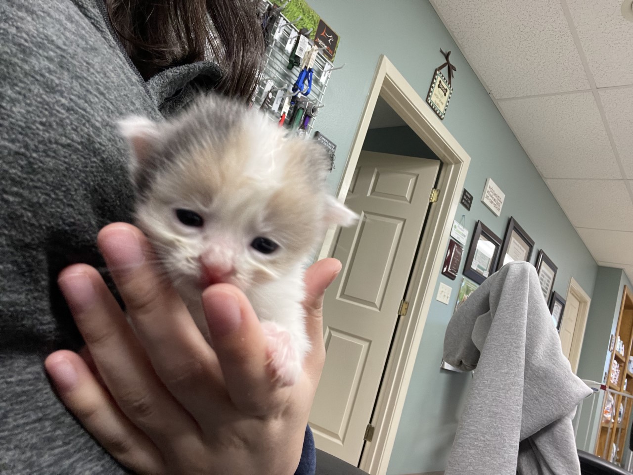 Kitten care